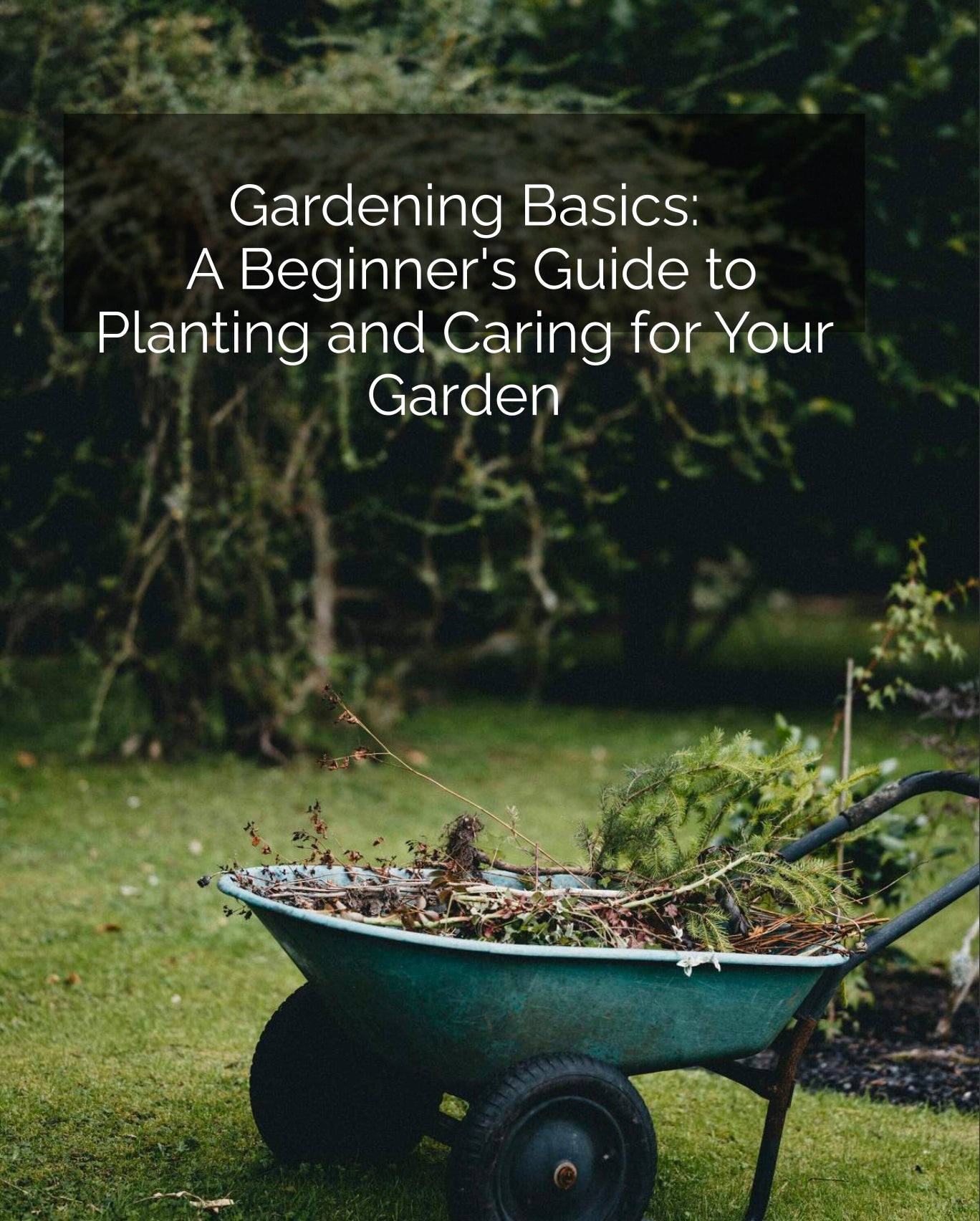 Gardening Basics A Beginner's Guide to Planting and Caring for Your Garden